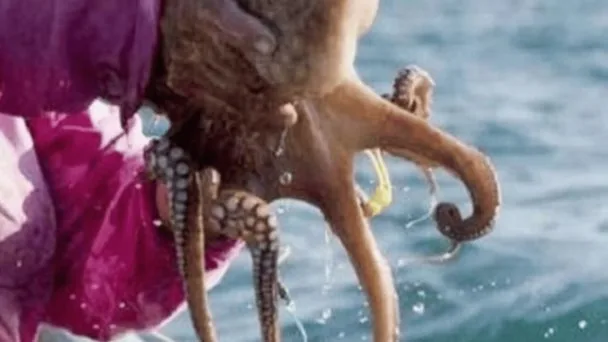 ¡Pulpo maya amenazado! Científicos encuentran herbicidas y metales pesados