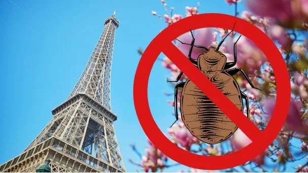 Plaga de chinches en México y París; ¿Qué está sucediendo?