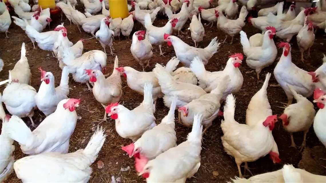15 mil aves fueron sacrificadas por brote de influenza aviar AH5N1 en Sonora