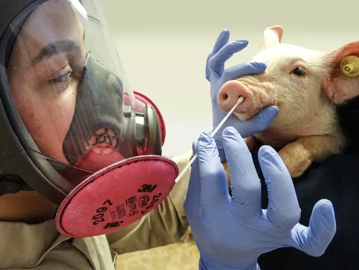 Confirman en Reino Unido primer caso de gripe porcina en un ser humano