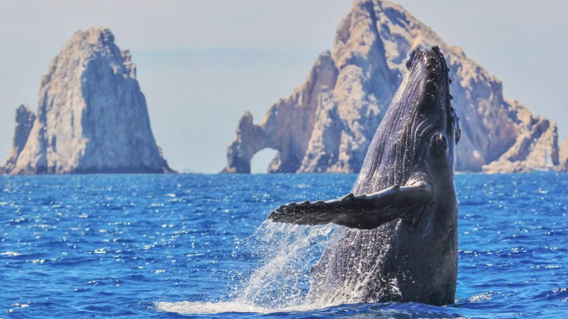 “Temporada de Avistamiento de Ballenas en México: Lugares, Fechas y Cómo Disfrutar de Manera Responsable”