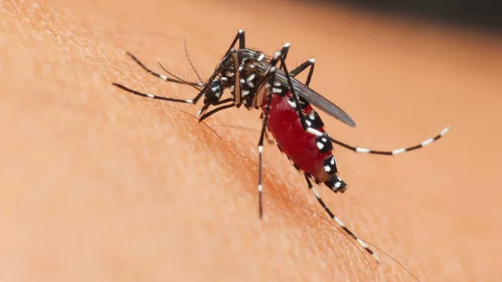 Exhorta SESA a la prevención para combatir el dengue