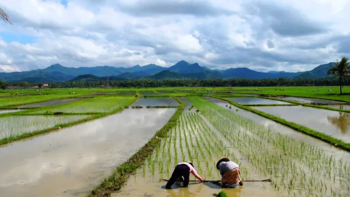 “Ejército indonesio colabora en la plantación de arroz para enfrentar los efectos de la sequía”