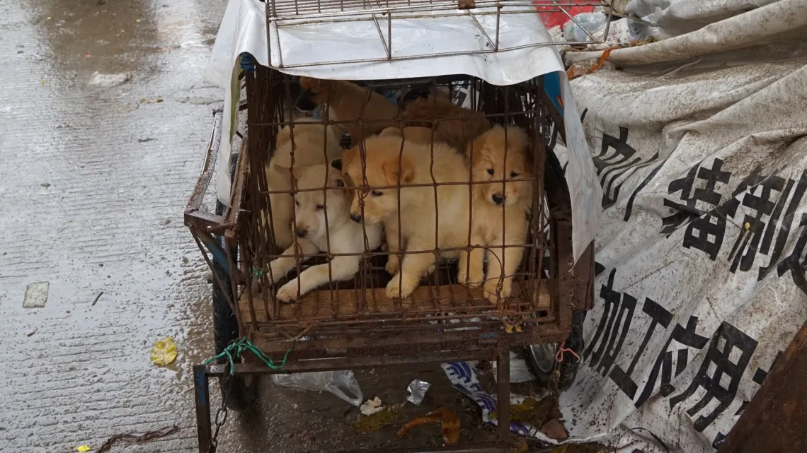 “Legalidad del Consumo de Carne de Perro: Un Vistazo a la Situación en Países Asiáticos”
