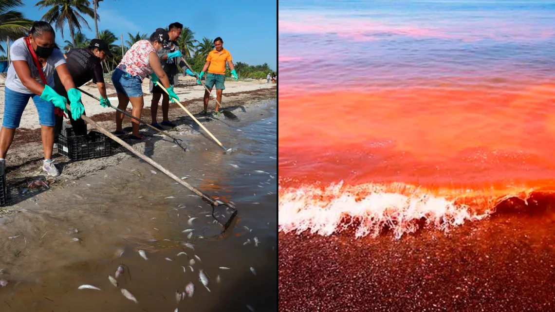 Cofepris lanza veda sanitaria por marea roja en este estado