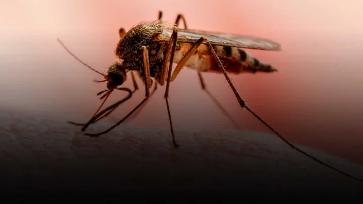 Perú en Emergencia por Alarmante Aumento de Casos de Dengue
