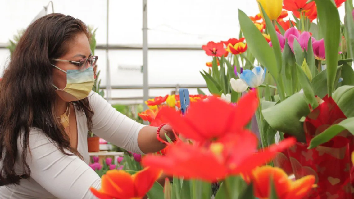  Atlixco: Paraíso de tulipanes en el Día del Amor