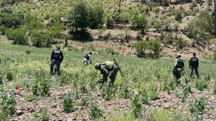 Más de 70 mil Plantas de Amapola Son Destruidas en Chihuahua