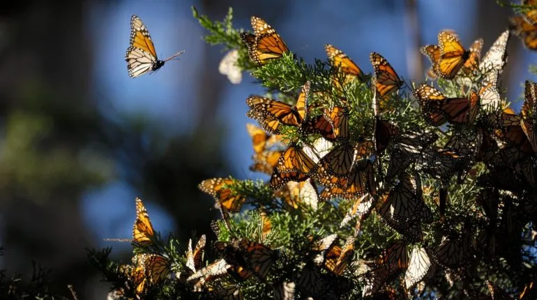¿Cuándo es la mejor temporada para ir a ver mariposas monarca?