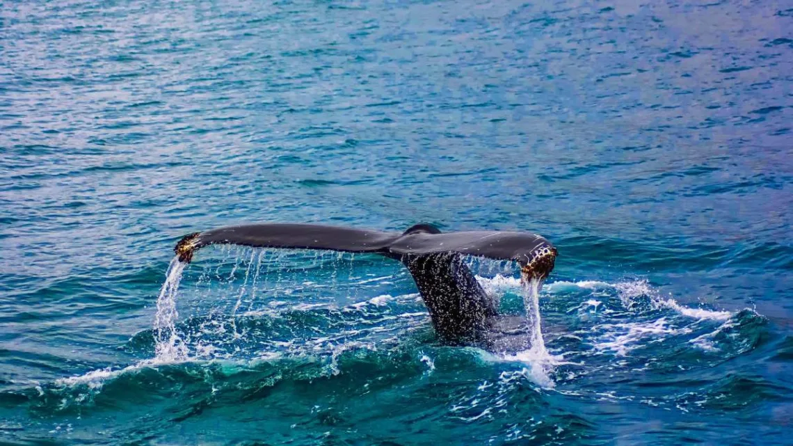 Aumento de Ballenas Varadas en Japón: Efectos del Calentamiento Global en la Bahía de Osaka