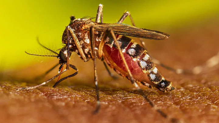 Epidemia de Dengue en Latinoamérica
