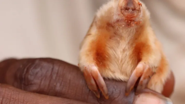 Kakarratul: El raro y diminuto topo descubierto en el desierto de Australia