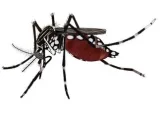 Se une SESA a la conmemoración del Día Mundial del Paludismo