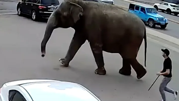 Elefante Escapa del Circo y Pasea por las Calles de Montana