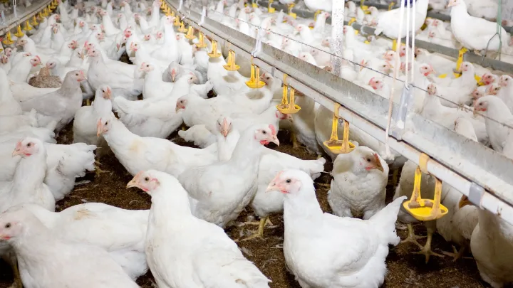 OMS alerta sobre gripe aviar H5N1 y su posible propagación a humanos