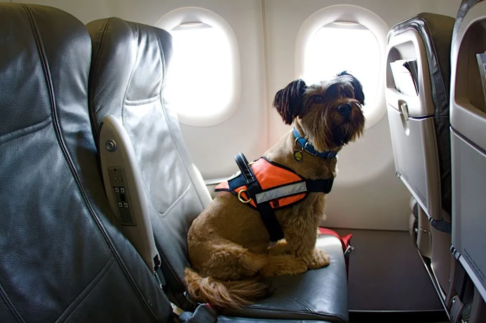“Lo esencial para nosotros es la comodidad y la felicidad del perro primero, y la del humano en segundo lugar”, anuncia la aerolínea en su sitio web