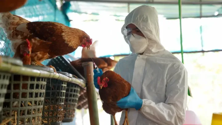 La gripe aviar en vacas: ¿una amenaza para la próxima pandemia?