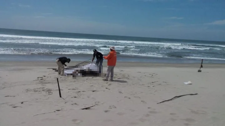 Hallan cuerpos de tres hombres en playa de Oaxaca