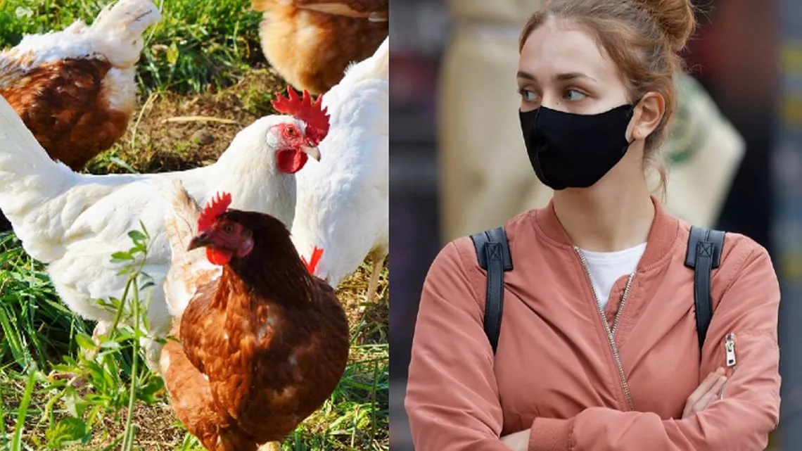 La influenza aviar A (H5N2) se ha vuelto un tema en México, luego de que se confirmara la primera muerte a nivel mundial en el mundo, registrada en el Estado de México