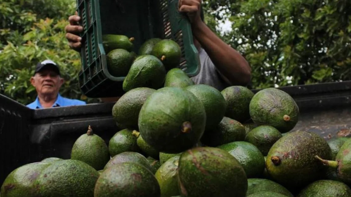 Michoacán implementa nueva estrategia de seguridad para exportación de aguacate