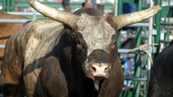 Toro de rodeo desata caos al saltar valla en Oregon   