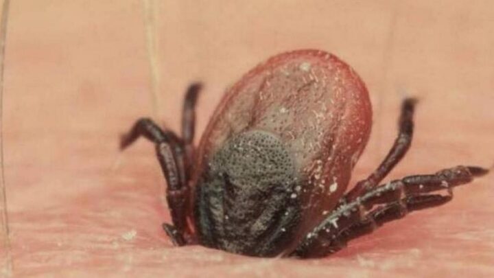 Tragedia en Monterrey: Dos menores mueren por rickettsiosis   