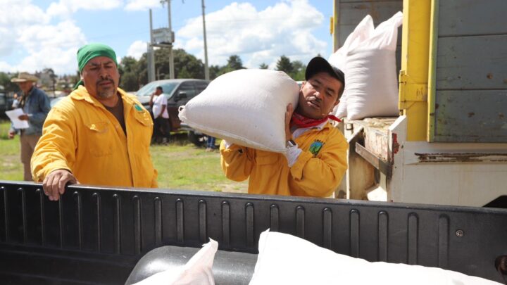Arranca SEDEA dispersión de semilla para cultivos forrajeros en Amealco y Huimilpan