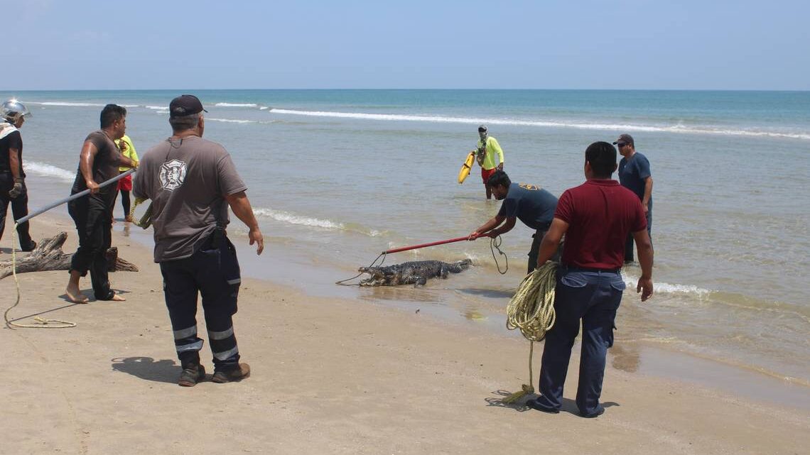 Cocodrilo sorprende a turistas en playa Miramar