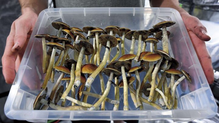 El auge de la psilocibina en México: De prohibida a prometedora