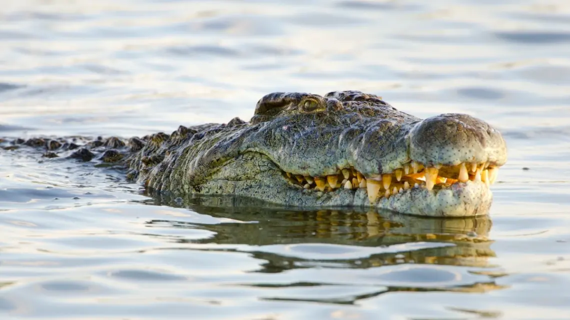 Tragedia en Queensland: Hombre Muere Atacado por un Cocodrilo Mientras Pescaba