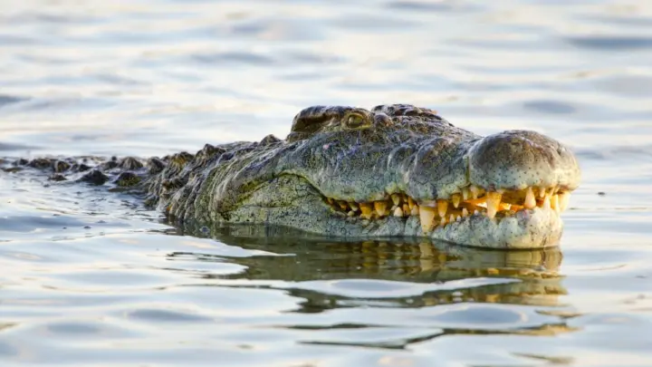 Tragedia en Queensland: Hombre Muere Atacado por un Cocodrilo Mientras Pescaba