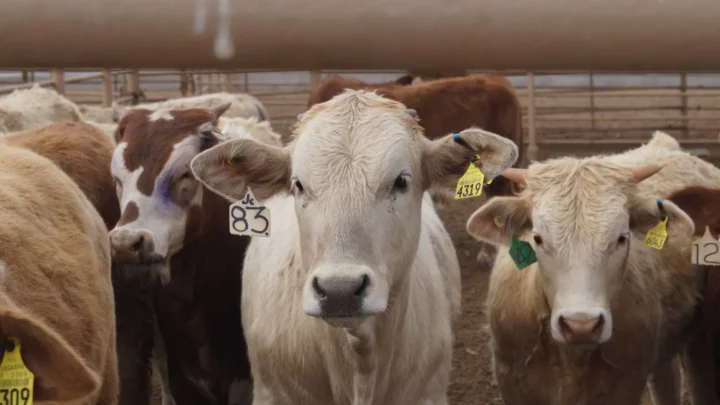 Ganado de Tamaulipas Logra Nivel Apto para Exportación