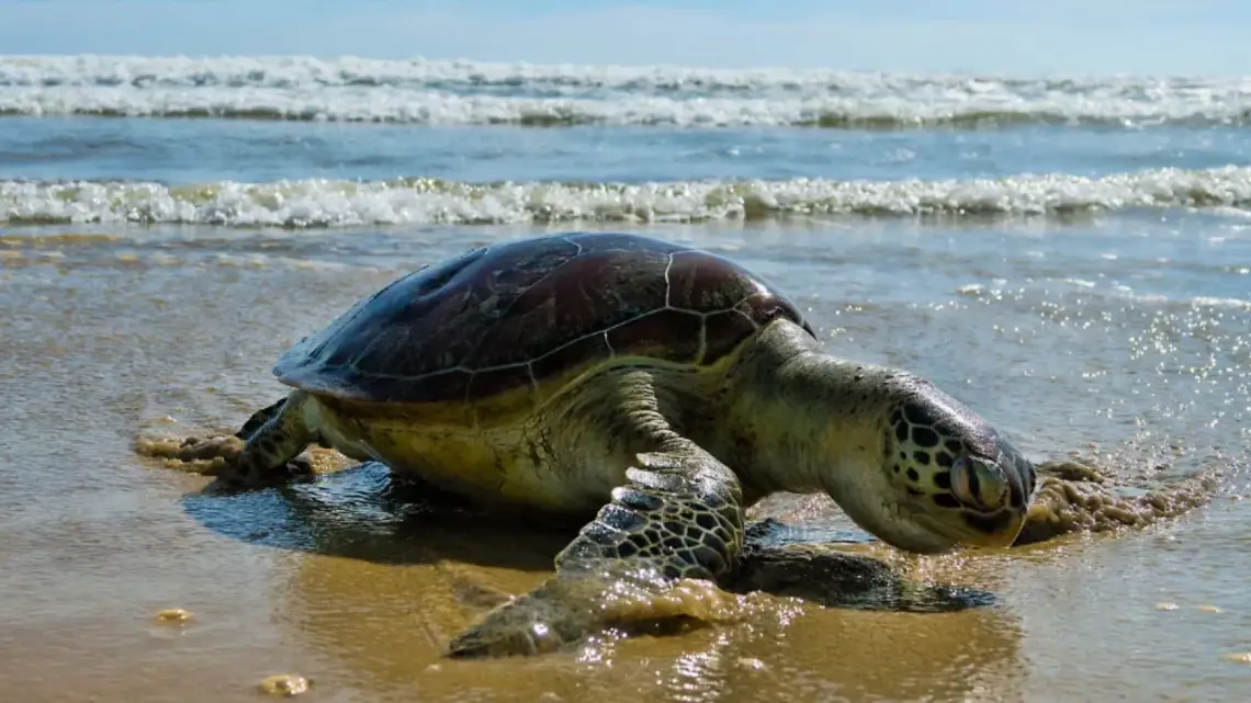 Perros Atacan Tortugas Marinas en Playas de BCS: Dos Muertas y Operativo en Marcha