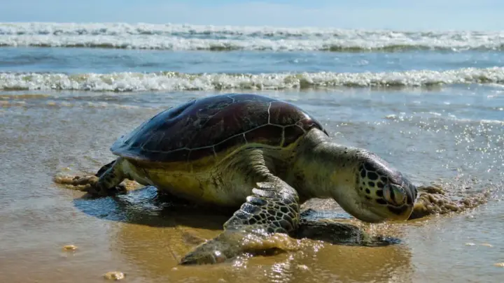 Perros Atacan Tortugas Marinas en Playas de BCS: Dos Muertas y Operativo en Marcha