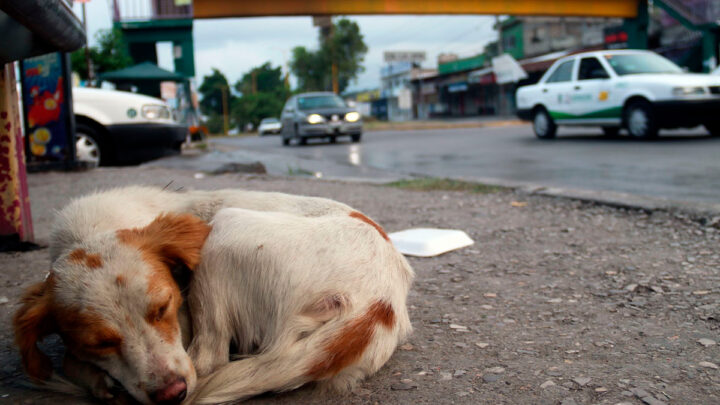 Investigan Muerte Masiva de 15 Perros por Presunto Envenenamiento en Oaxaca