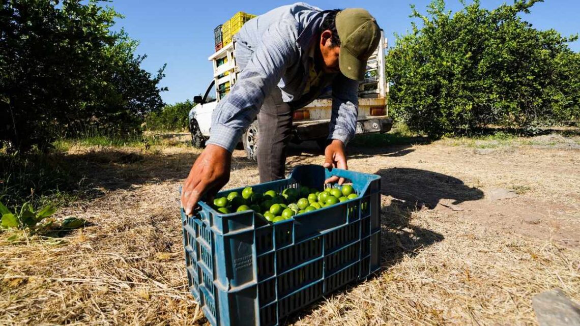 Limoneros reanudan actividades bajo fuerte operativo de seguridad