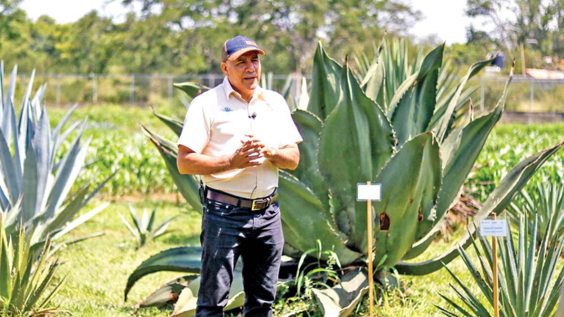 Multiplicación in vitro de maguey impulsa el mezcal sustentable