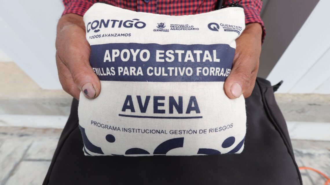 Registra SEDEA un avance de 70 por ciento en la entrega de semilla forrajera