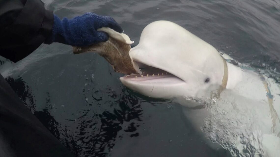 Muere Hvaldimir, la ballena “espía rusa” en Noruega