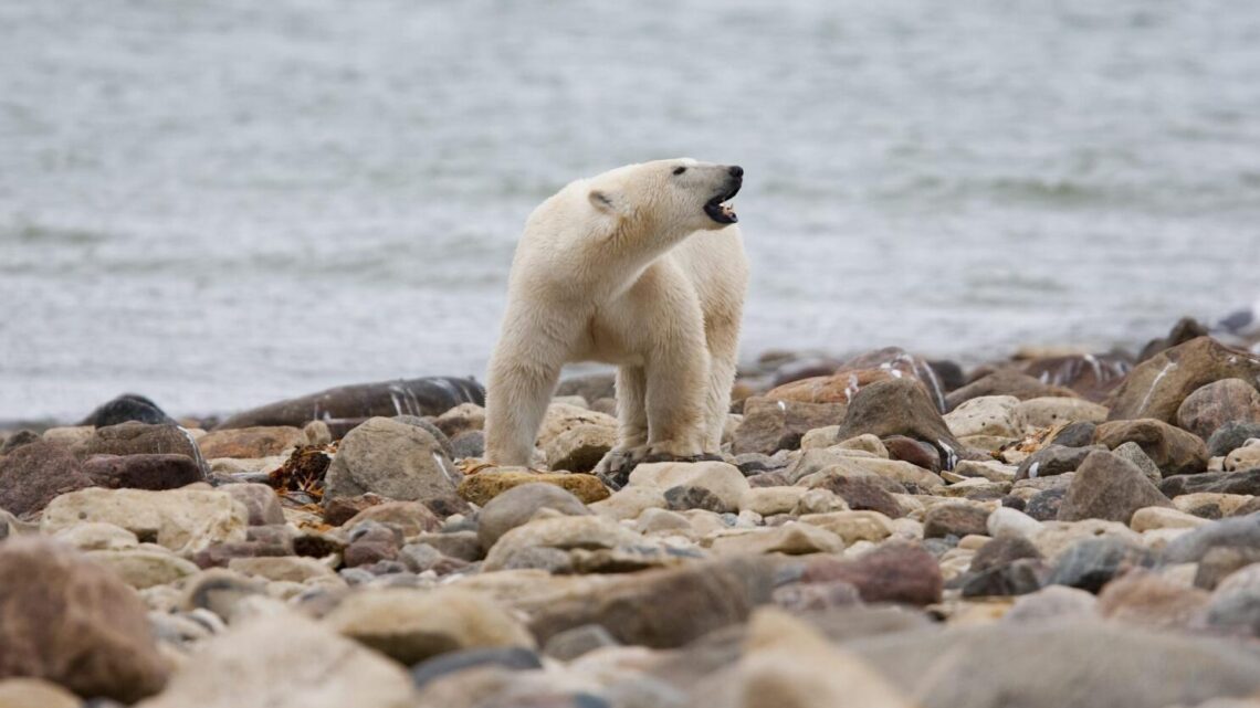 El futuro incierto de los osos polares: el cambio climático erosiona su hábitat en el Ártico