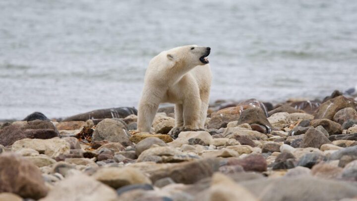 El futuro incierto de los osos polares: el cambio climático erosiona su hábitat en el Ártico