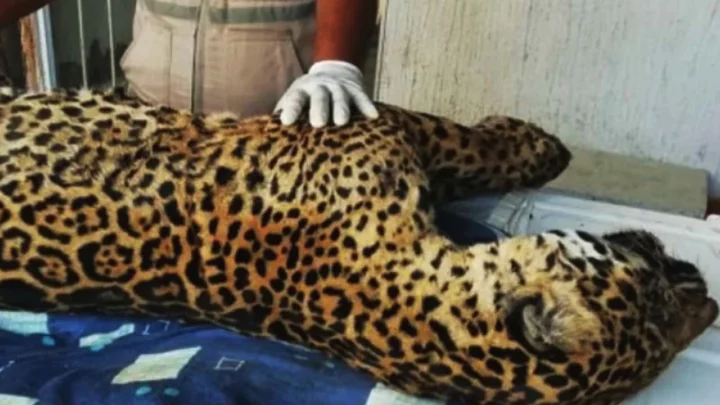 Fallece Pacus, el jaguar rescatado en Hidalgo