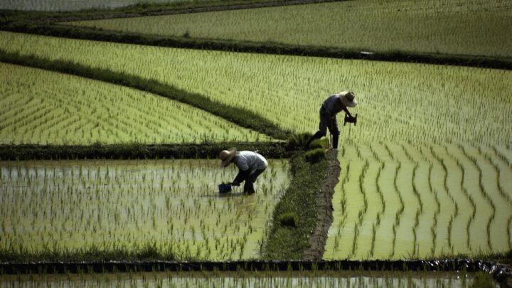 Agricultores de Japón luchan contra el calor extremo en la cosecha de arroz