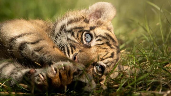 Celebración en un zoológico polaco por el nacimiento de cuatro tigres de Sumatra
