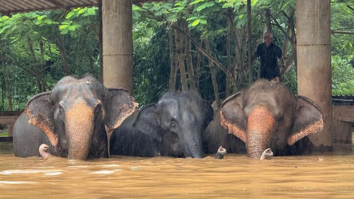 Inundaciones en Tailandia: humanos y elefantes buscan refugio