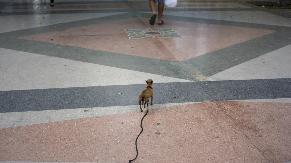 La crisis en Cuba impulsa el abandono de mascotas y el trabajo de activistas