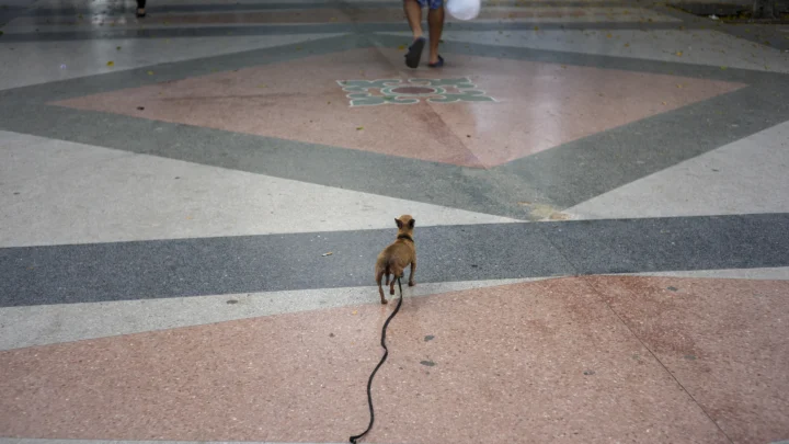 La crisis en Cuba impulsa el abandono de mascotas y el trabajo de activistas