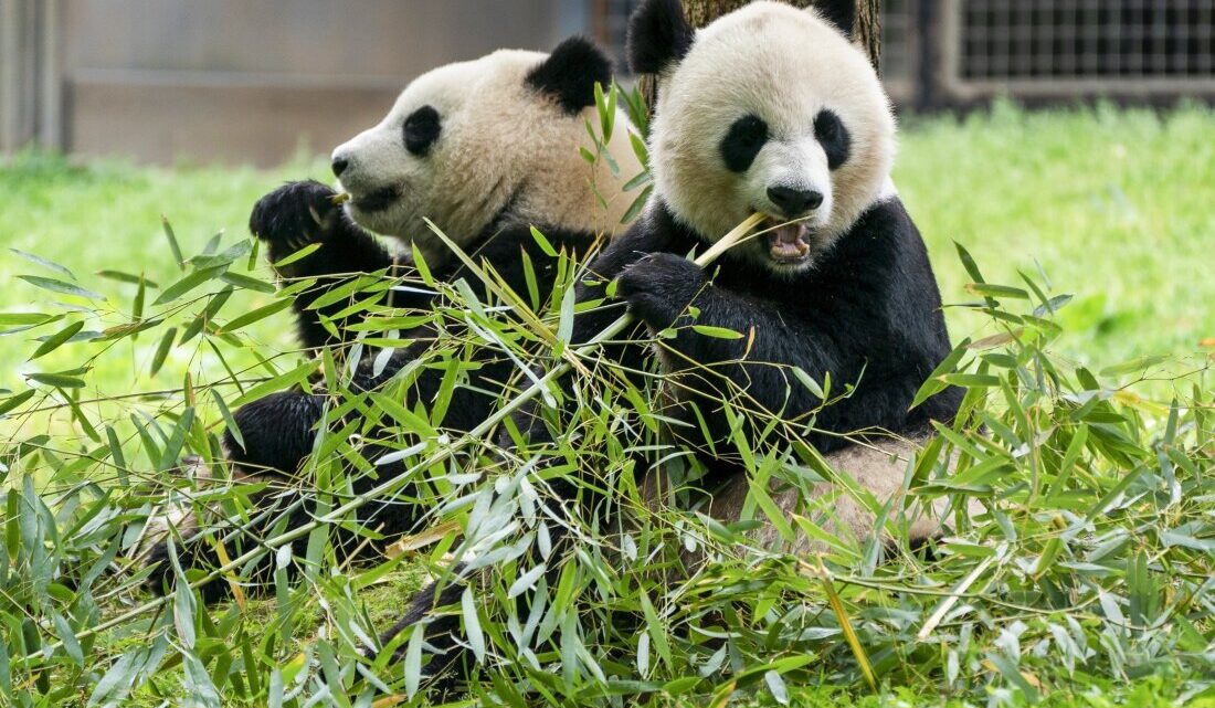 China envía dos pandas gigantes al Zoológico Nacional de Washington