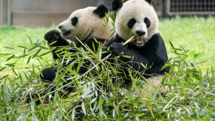China envía dos pandas gigantes al Zoológico Nacional de Washington