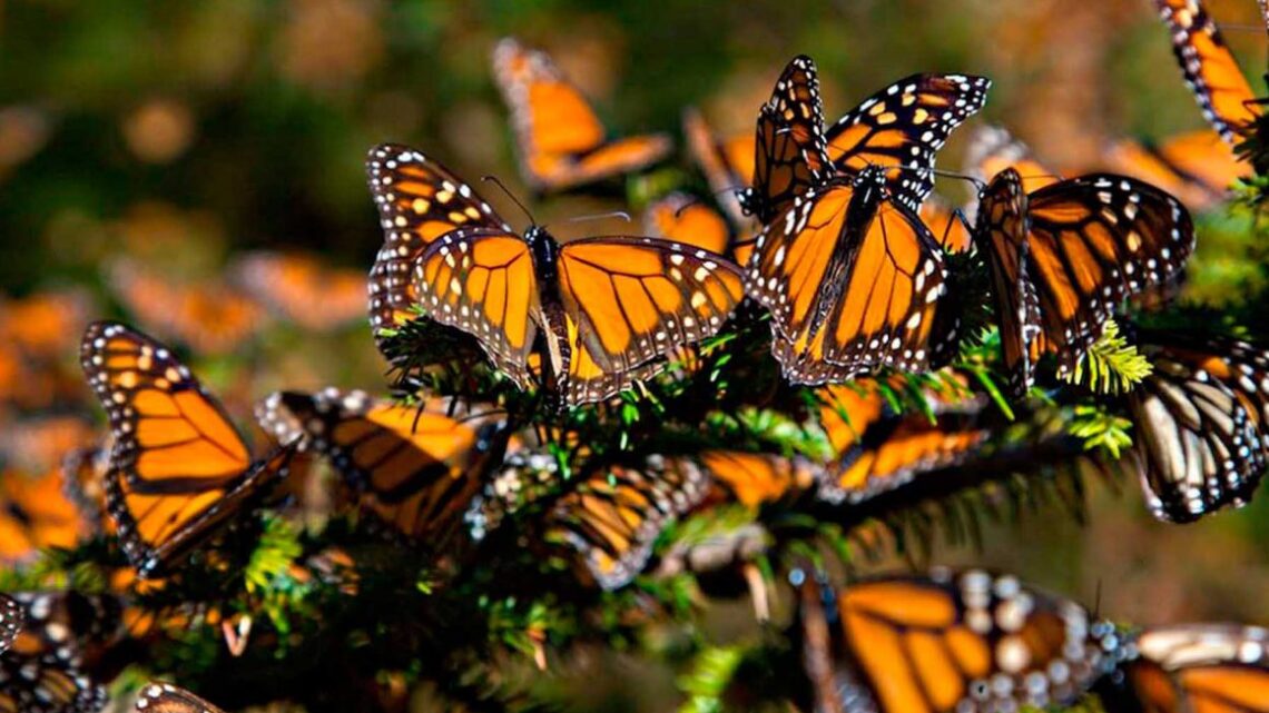 La Mariposa Monarca inicia su migración anual a México